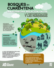 Bosques en cuarentena: la estrecha relación entre la deforestación y las pandemias