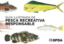 Guía ilustrada de pesca recreativa responsable